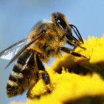 honeybee pollinated of yellow flower